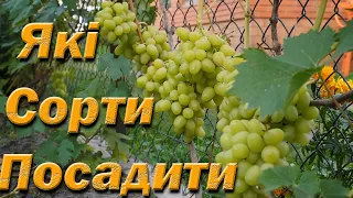 Які сорти винограду посадити. Перевірені сорти столового винограду