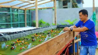 Fish Farming ( IMPORTED GOLDFISH ) - How to become succesful in raising High Quality Goldfish!