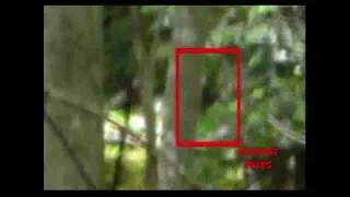 BIgfoot Sighting Verified?