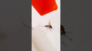 R.I.P Mosquito!! #shorts #RIPmosquito #funnyshorts