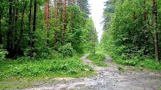 Абсолютно влажный и почти тропический лес.