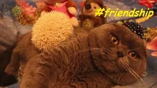 Еж и кот. Дружба. Hedgehog and cat. Friendship. #еж #кот #дружба #hedgehog #cat #friendship #УМА