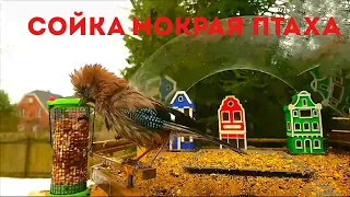 Сойка Мокрая Птаха