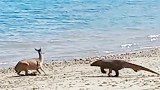 [Again] Komodo dragon catch deer alive on the beach.
