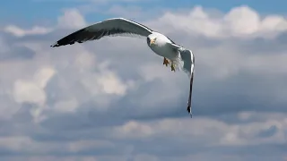 Я жизнь свою прожить хочу не птицею в полете..