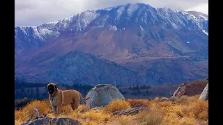 More branch snaps and foot crunching at original Bigfoot location