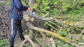 Бензопила Stihl MS 231 Різка клена продовжується 🪵