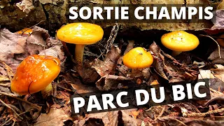 Cueillette et identification de champignons du Québec - Sortie champis au Parc du Bic - 18/09/2020
