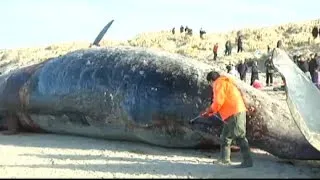Whale explodes in man's face - February 2014