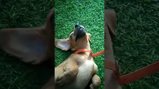 Tired puppy falls asleep #shorts #funnypets #dachshund