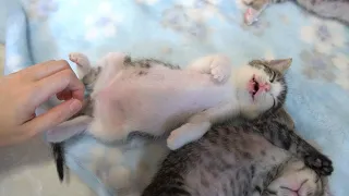 名前を呼ぶと眠そうにお返事してくれる子猫達 ＆ エアー砂かけ職人