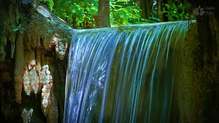 Calming waterfall sounds for relaxation. Peaceful forest stream noise. 10 hours