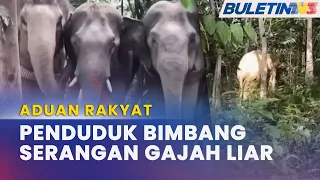 ADUAN RAKYAT | Serangan Gajah Ancam Penduduk, Tanaman Musnah