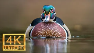 Breathtaking Colors of Nature in 4K Ducks Beautiful Nature - Sleep Relax Music 4K UHD TV Screensaver
