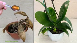 Pour in 1 spoon! A rotten orchid heals and grows extremely quickly