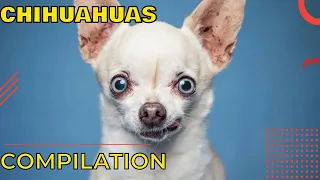 🐶 Funny chihuahua compilation, try not to laugh 🐶 Funny chihuahua puppy videos