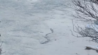 ICELANDIC LAKE MONSTER CAUGHT ON TAPE | The Lagarfljót Worm