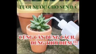 Chăm sóc sen đá | TƯỚI NƯỚC CHO SEN ĐÁ NHƯ THẾ NÀO MỚI ĐÚNG ???