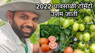 #2022_टोमॅटो | उत्तम जाती | #टोमॅटो #रोहित_बोरगावे #टीम_कृषी_भरारी