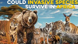 Could Invasive Species Survive in Africa?