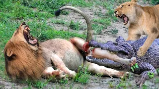 Angry Giant Crocodile Bites Mother Lion's Leg -  Lion Failed Miserably