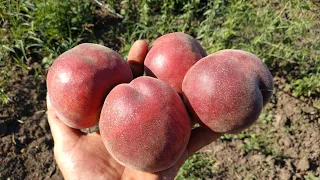 Персик Франкойз (Франсуазе). Peach Francoise. Самий крупний на свій час сорт персика