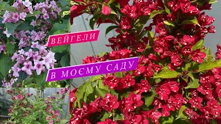 Вейгела в саду. Моя Колекція Вейгел.