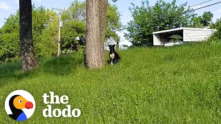 Woman Saves Pittie From The Side Of The Road | The Dodo