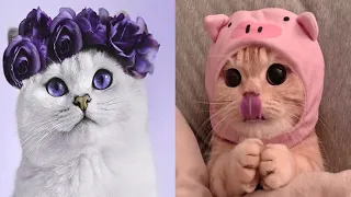 OMG So Cute Cats 😍 Best funny cat videos 2021 #17