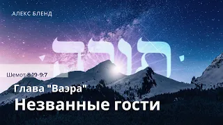 Недельная глава Ваэра. Незванные гости. Шемот 8:16-9:7