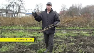 Эксперимент. Сидераты осенью. Амарант и щирица, переросшие