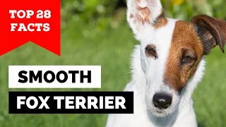 99% of Smooth Fox Terrier Dog Owners Don't Know This