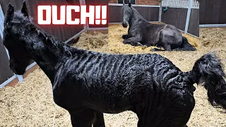 Wûnder is in pain... He is 3 hours old. Queen👑Uniek wants to sleep | Friesian Horses