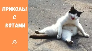 Смешные КОТЫ КОТИКИ КОТЯТА Приколы с животными #70