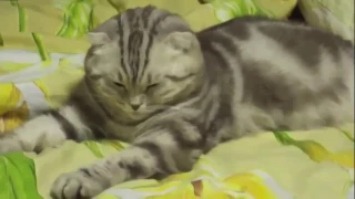 Коты жгут (нарезка)
