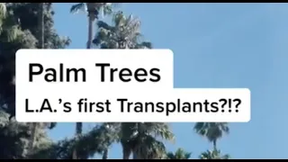 Palm Trees: L.A.’s first transplants?!