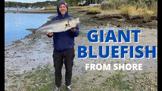 How To Make Bluefish Taste Amazing