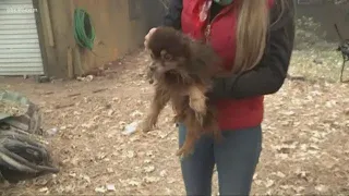 Animal rescue crews search Camp Fire area for lost pets