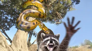 Anaconda Catches Raccoon--Tricked by Clever 20-Foot Python to Release, Eats Raccoon Instead