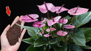 I Sprinkle 1 Spoon! Anthurium Without Flowers Suddenly Blooms Continuously All Year Long