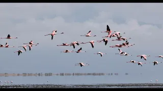 Lake Natron