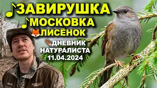 Лесная завирушка. Дневник натуралиста. 1-я декада апреля 2024 г.