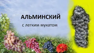 @Виноград Альминский. Винный виноград, мускат