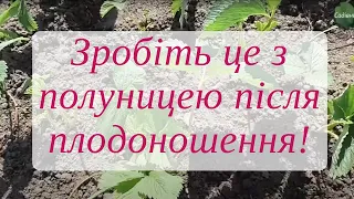 Догляд за полуницею після плодоношення. Агротехніка.