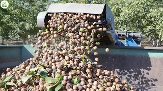 Amazing Walnut Farm - Modern Grow and Harvesting Technology - Processing Walnuts in Factory