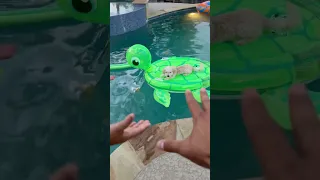 Mom and dad catch son putting puppy in the pool #shorts