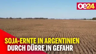 Soja-Ernte in Argentinien durch Dürre in Gefahr