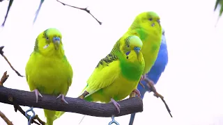 Budgies cold December sounds