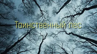 "Таинственный лес" (мистика, трейлер)/ "Mysterious forest" (mystic, trailer)