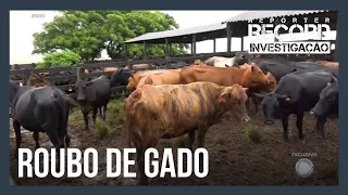 Quadrilhas especializadas em roubo de gado aterrorizam fazendeiros no sul do Brasil